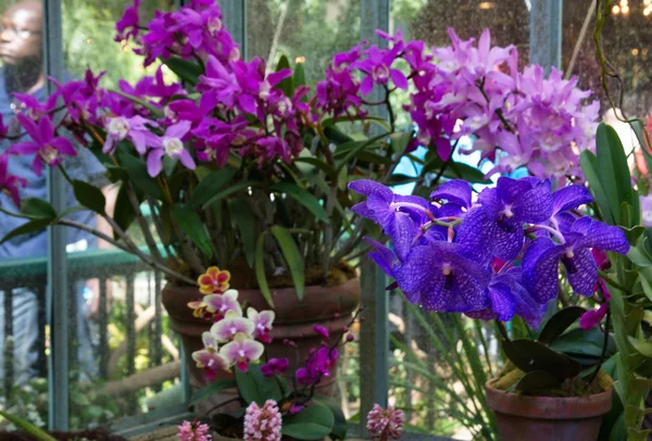 在温室中的紫色和蓝色兰花 — 图库照片