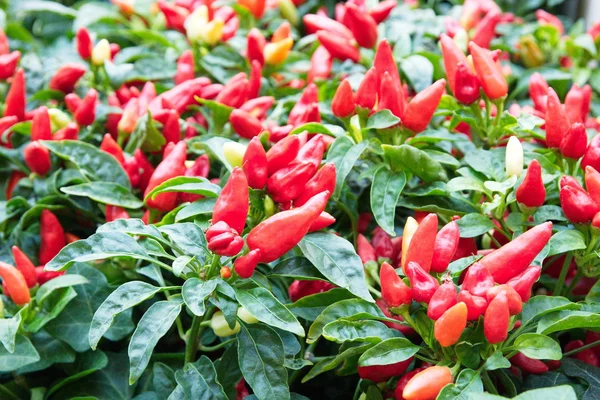 Красный перец чили в овощном саду — стоковое фото