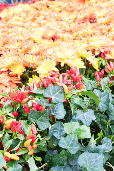 Kırmızı Pul biber ve altın çiçek Bahçe — Stok fotoğraf