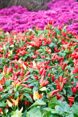 chiles rojos y flores de color púrpura en un jardín