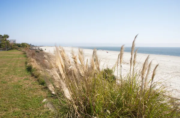 Beach and Ocean Beyond Sea Oats — Stock Photo, Image