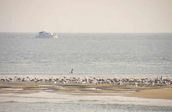 Fishing Boat Past Seagulls on Sandbar — Stock Photo, Image