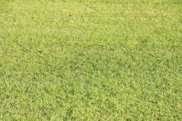 Manicured Grass Lawn — Stock Photo, Image