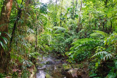 Stream in Lush Tropical Jungle clipart