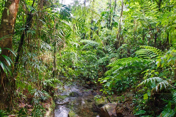 Proudu ve svěží tropické džungle — Stock fotografie