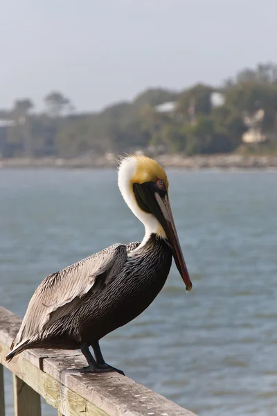 Pelican on an Old Wood Pier — Stock Photo, Image