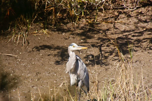 Blue Heron in Muddy Canal — Stock Photo, Image