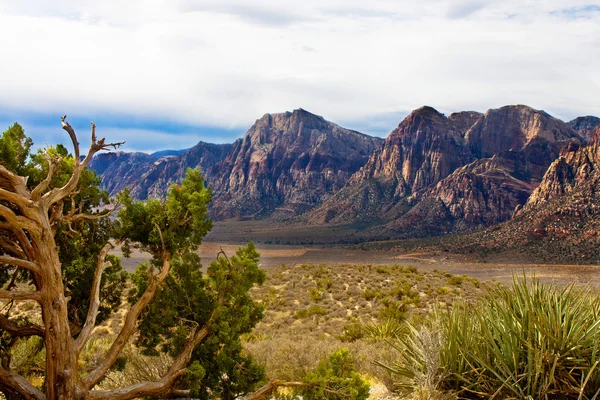 Montañas del desierto con Evergreen y Cactus en primer plano — Foto de Stock