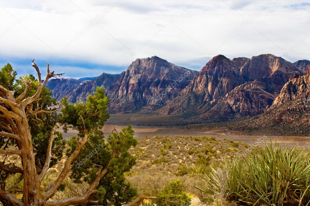 Desert Mountains with Evergreen and Cactus in Foreground