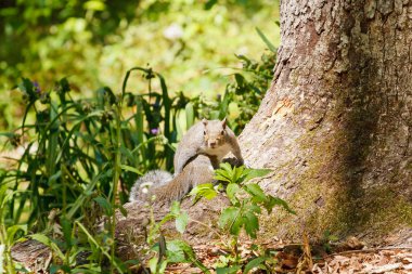 Kameraya bakarak gövde temeli üzerinde gri sincabı