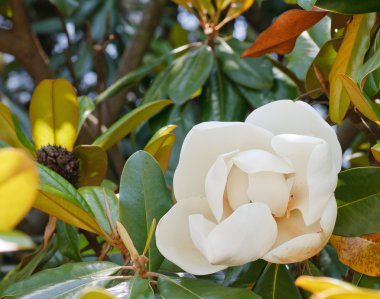 White Magnolia Blossom in Full Bloom clipart