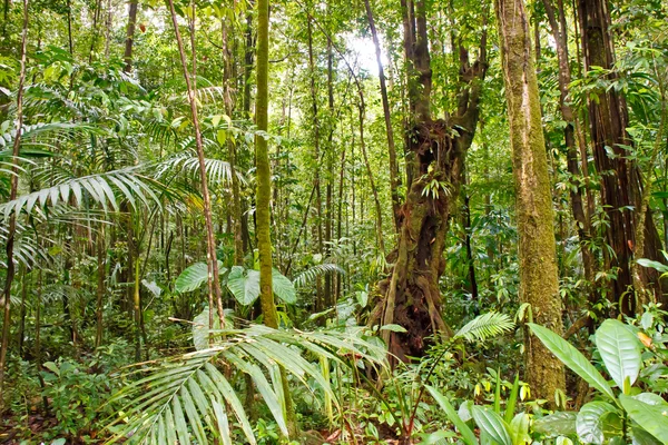 stock image Moss Covered Trees in Rain Forest