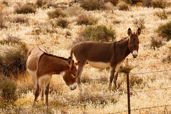 Dos Burros detrás de la cerca de alambre de púas — Foto de Stock