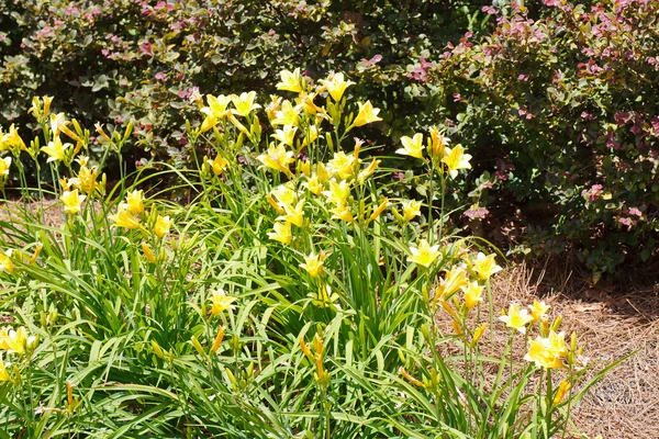 Yellow Day Lillies in a Garden — Stock Photo, Image