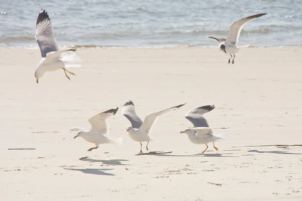 Чайки питаются на пляже — стоковое фото