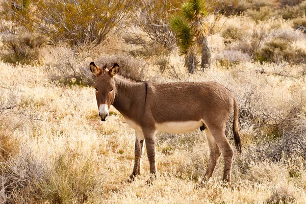 棕色毛驴在沙漠刷子 — 图库照片
