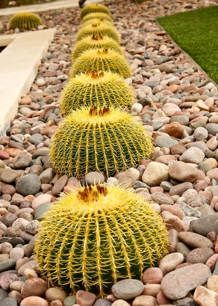 Cactus barril en un jardín de rocas — Stok fotoğraf