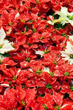 Kırmızı ve beyaz poinsettias