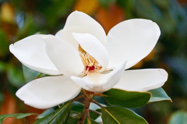 White Magnolia in Full Bloom clipart