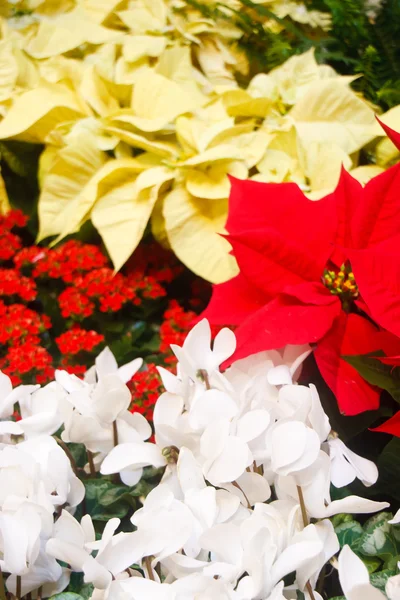 Bílá červené a žluté vánoční hvězdy — Stock fotografie
