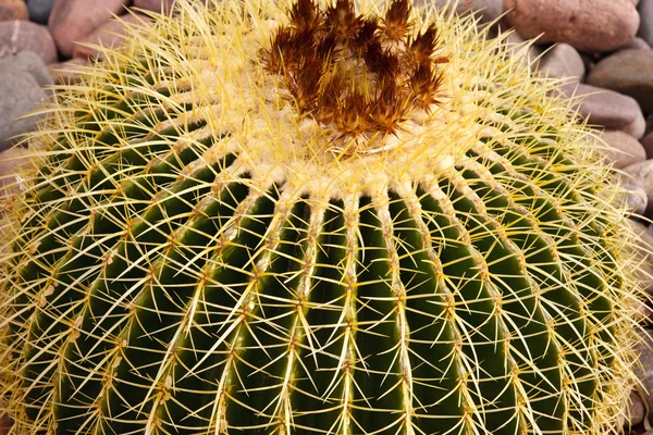 Närbild av fat cactus — Stockfoto
