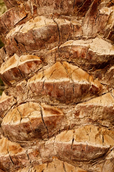 クローズ アップ、古いヤシの木に樹皮 — ストック写真