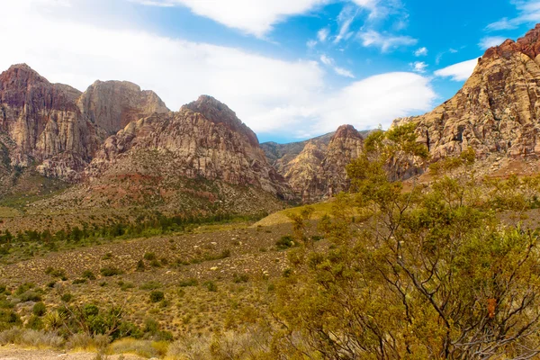Escova de esfoliação verde no deserto com montanhas à distância — Fotografia de Stock