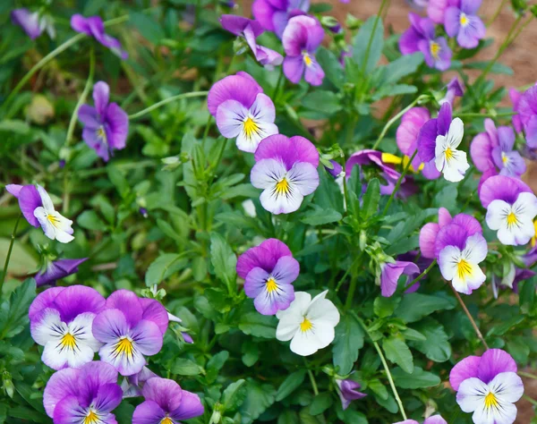 Фиолетовые и желтые цветы в саду — стоковое фото