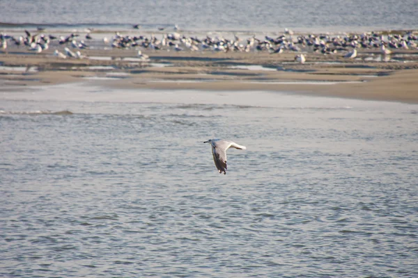 Möwe fliegt an Möwenschwarm auf Sandbank vorbei — Stockfoto