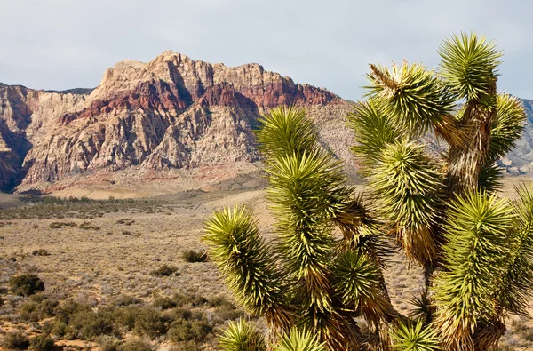 Yucca plant in woestijn met bergen in de achtergrond — Stockfoto