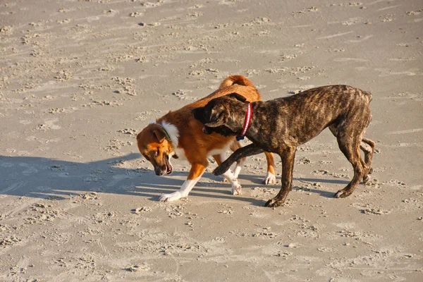 iki köpeği kumsalda oynarken