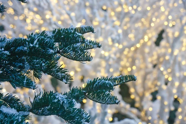 Снег на елках с рождественскими огнями на заднем плане — стоковое фото