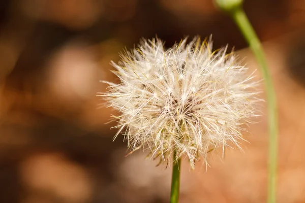 stock image Dandelion Flower Gone to Seed