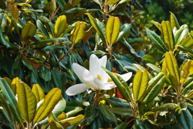 Single White Magnolia Blossom in Tree clipart