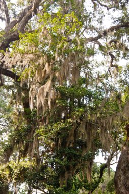 Spanish Moss Hanging From Oak Limbs clipart