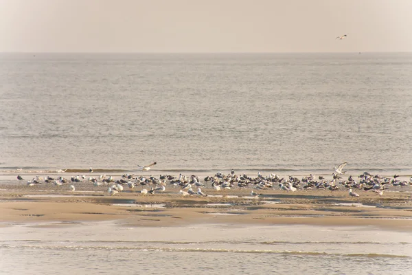 Flock of Seagulls Feeding on a Sandbar — Stock Photo, Image