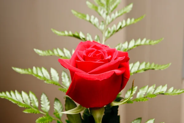 Fleur de rose simple et feuilles vertes — Photo
