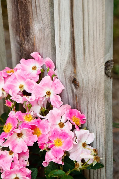 Roze rozen tegen een oude houten hek — Stockfoto