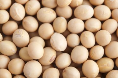 Soybeans clipart