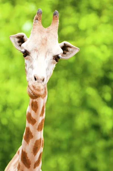 Giraf voederen — Stockfoto