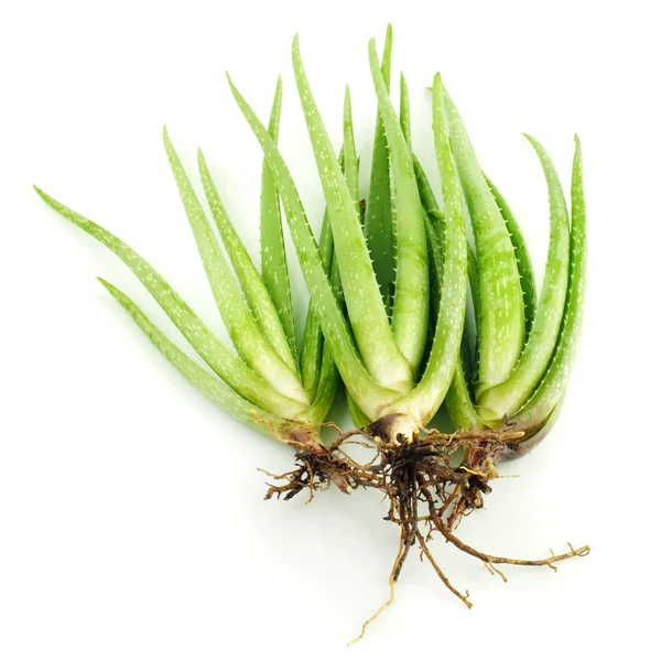 Aloe vera bitkileri — Stok fotoğraf