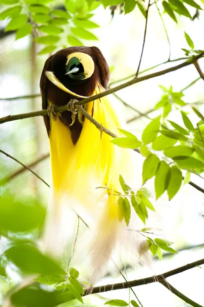 Uccello del Paradiso — Foto Stock