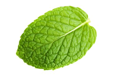 Mint leaf clipart