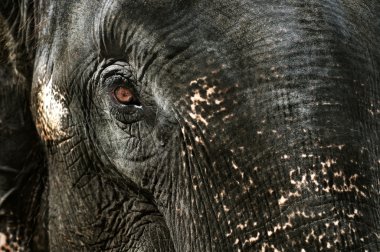 Elephant's tear clipart