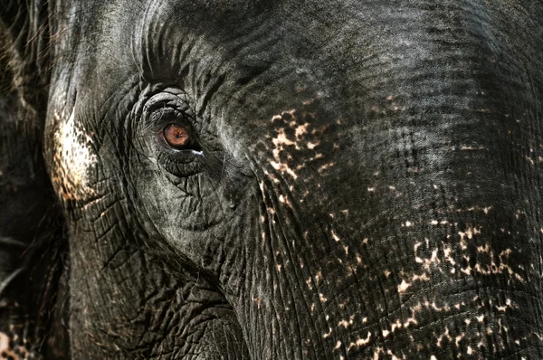 大象的眼泪 — 图库照片