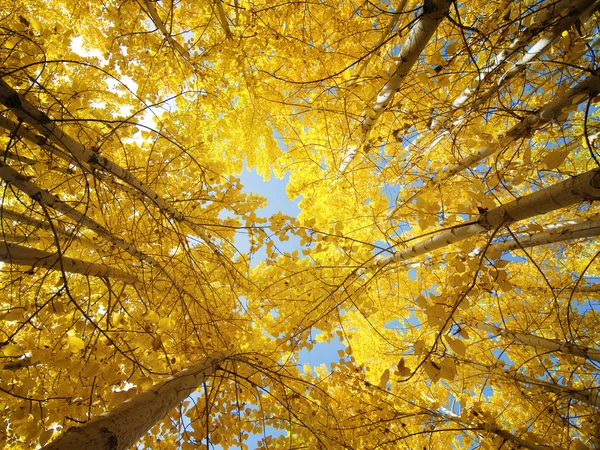 ฤดูใบไม้ร่วงต้นไม้แอสเพน — ภาพถ่ายสต็อก