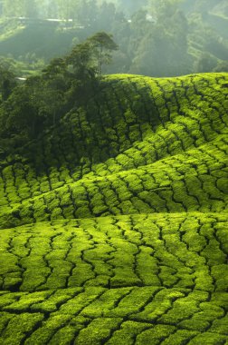 Tea Plantations clipart