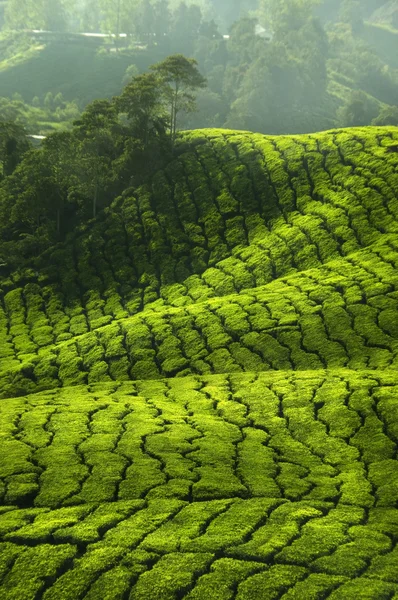 stock image Tea Plantations