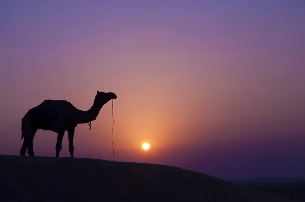 Верблюд на заході сонця — стокове фото