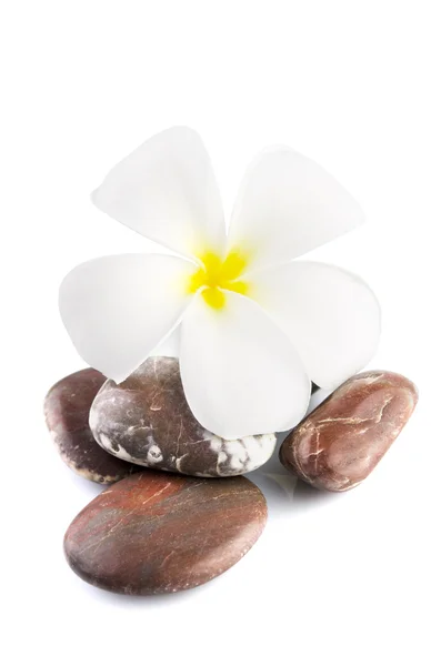 Frangipani em pedras de terapia — Fotografia de Stock
